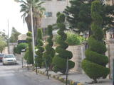 Amman, Jordanien: Originell geschnittene Büsche am Straßenrand