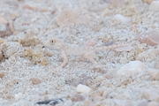 Shuwaymiyah, Oman, Dhofar