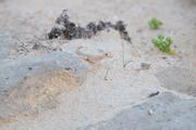 Shuwaymiyah, Oman, Dhofar