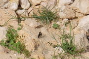 Wadi Ash-Shuwaymiyah, Shuwaymiyah, Oman, Dhofar