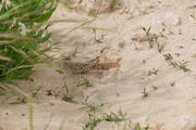 Wadi Ash-Shuwaymiyah, Shuwaymiyah, Oman, Dhofar