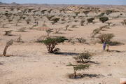 Wadi Dawkah, Oman, Dhofar