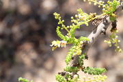 Wadi Dawkah, Oman, Dhofar