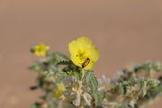 Rub al-Khali, Oman, Dhofar