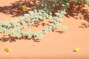 Rub al-Khali, Oman, Dhofar