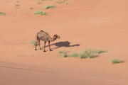 Rub al-Khali, Oman, Dhofar