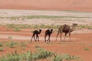 Rub al-Khali, Oman, Dhofar