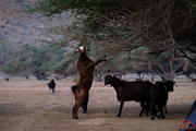 Oman, Musandam