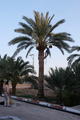 Dattelernte in Khur, Iran