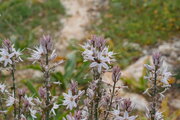 Garrigue auf Malta