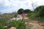 Garrigue auf Malta