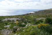 Garrigue zwischen Ħaġar Qim und Mnajdra, Malta