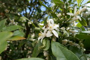 Orangenblüten