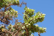 Zweige und Stacheln eines Argan-Baums