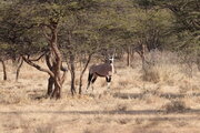 Oryx-Antilope