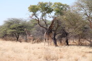 Giraffen