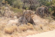 Löwenfelsen, Namibia
