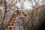 Giraffe im Etosha Nationalpark, Namibia