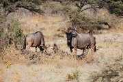 Gnus im Etosha Nationalpark, Namibia