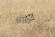 Warzenschwein im Etosha Nationalpark, Namibia