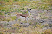 Springbock im Etosha Nationalpark, Namibia