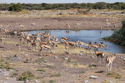 Springböcke an einem Wasserloch des Etosha Nationalparks, Namibia