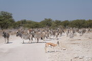 Zebras und Springbock im Etosha Nationalpark, Namibia