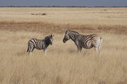 Zebras im Etosha Nationalpark, Namibia