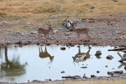 Impalas im Etosha Nationalpark, Namibia