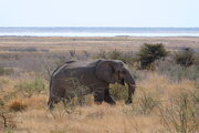 Elefant im Etosha Nationalpark, Namibia