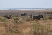 Elefanten im Etosha Nationalpark, Namibia