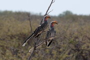 Gelbschnabeltokos im Etosha Nationalpark, Namibia