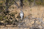 Kampfadler im Etosha Nationalpark, Namibia