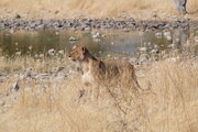 Löwin im Etosha Nationalpark, Namibia