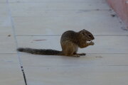 Erdhörnchen im Etosha Nationalpark, Namibia