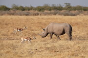 Spitzmaulnashorn und Springböcke im Etosha Nationalpark, Namibia