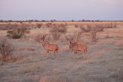 Kudus im Etosha Nationalpark, Namibia