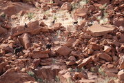 Paviane, Namibia