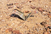 Welwitschia mirabilis, Namibia