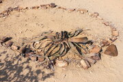 Welwitschia mirabilis, Namibia