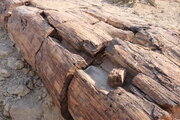 Versteinerter Baumstamm im "Versteinerten Wald" (Petrified Forest), Namibia