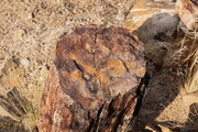 Jahresringe eines versteinerten Baumstamms im "Versteinerten Wald" (Petrified Forest), Namibia
