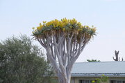 Blühender Köcherbaum, Namibia
