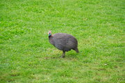 Helmperlhuhn
