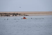Robben in der Walvis Bay, Namibia