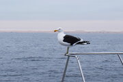 Möwe