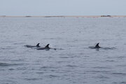 Delfine vor Walvis Bay, Namibia