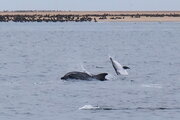 Delfine vor Walvis Bay, Namibia