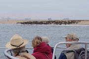 Robbenkolonie auf einer Landzunge in der Walvis Bay, Namibia