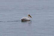 Pelikan in der Walvis Bay, Namibia